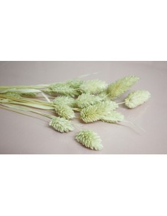 Phalaris seco verde pastel