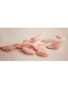 Lagurus seco rosa