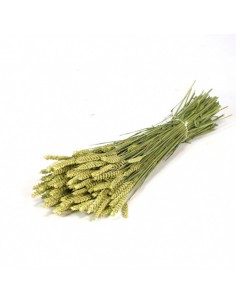 Trigo seco natural