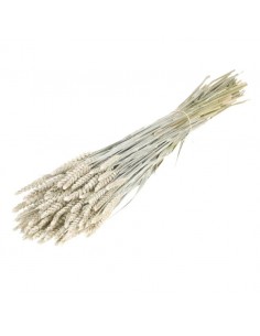 Trigo seco blanco