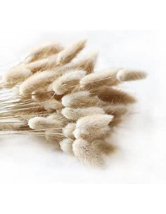Lagurus seco blanco natural