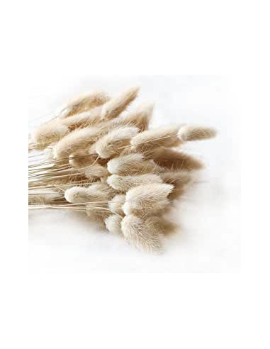 Lagurus seco blanco natural