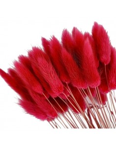 Lagurus seco rojo 2
