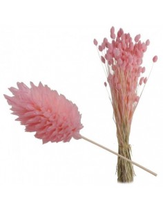 Phalaris seco rosa 2