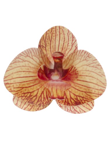 Orquídea oblea naranja