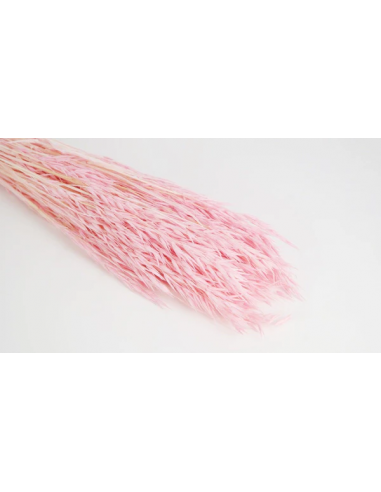 Avena seca rosa
