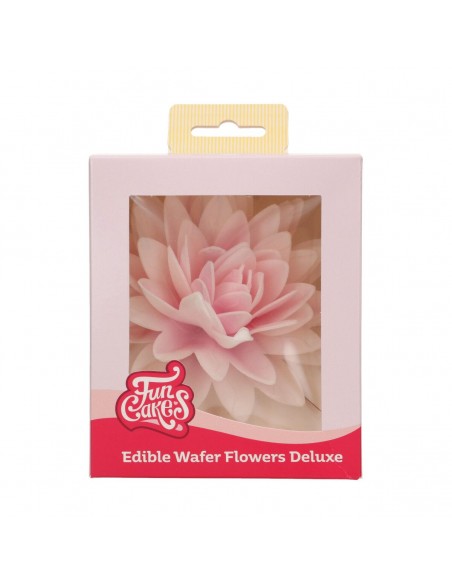 Peonía Rosa Oblea 12cm