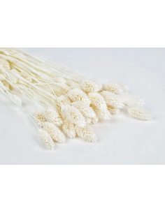 Phalaris seco blanco natural
