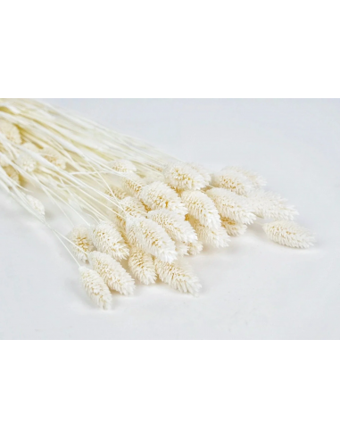 Phalaris seco blanco natural